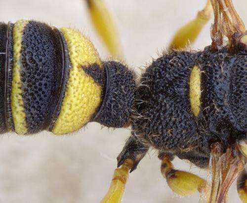 Réf. 268 251 : Cerceris quadricincta corsica
